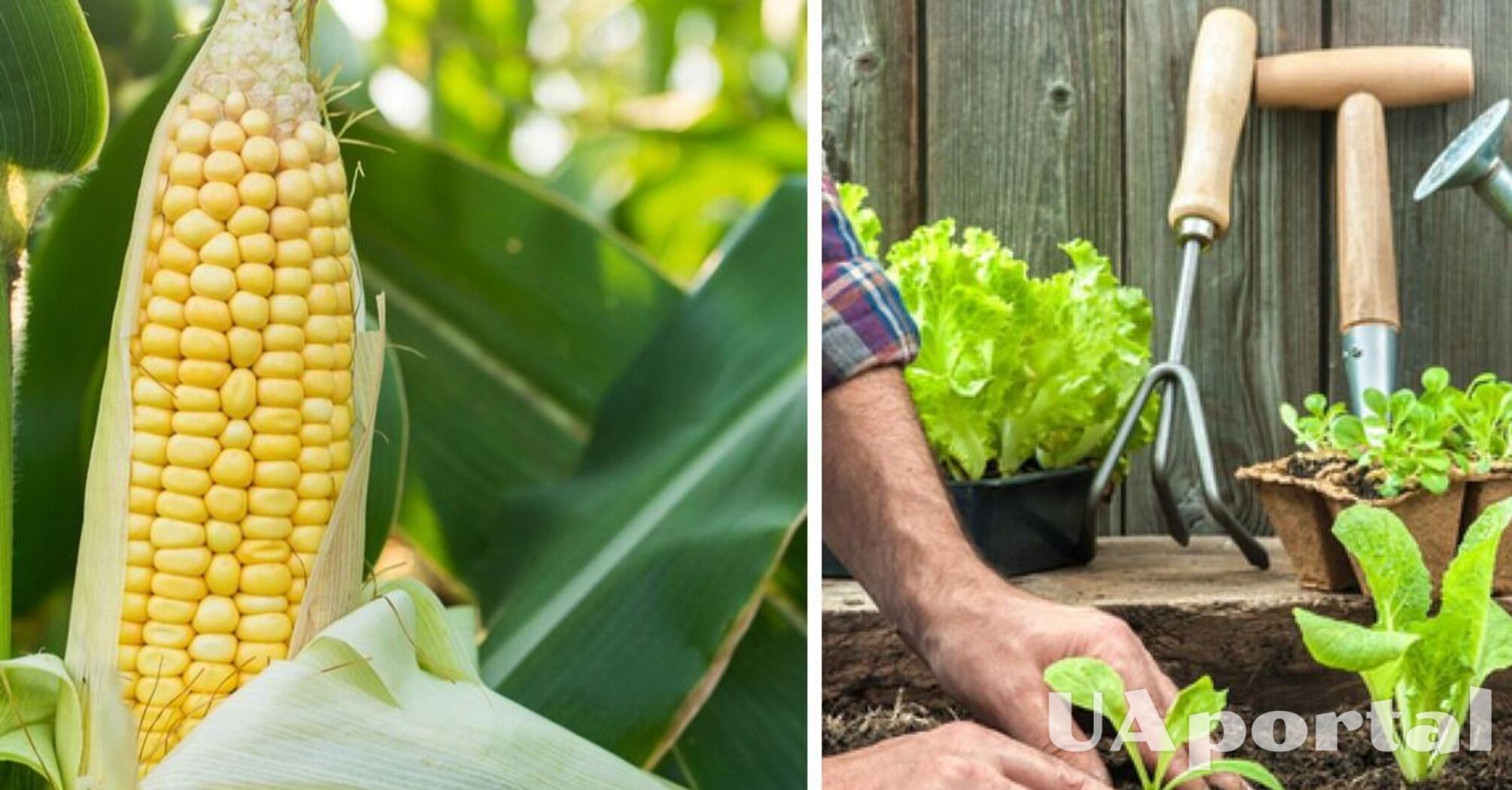 Благоприятные дни для посадки кукурузы – когда сажать кукурузу весной